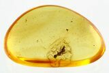 Detailed Fossil Wasp (Bethylidae) In Baltic Amber #346579-1